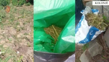 Ngritën plantacione hashashi në mes të pyllit, arrestohet çifti i bashkëshortëve në Kolonjë! Banesën e kishin kthyer në magazinë, 2 thasë…
