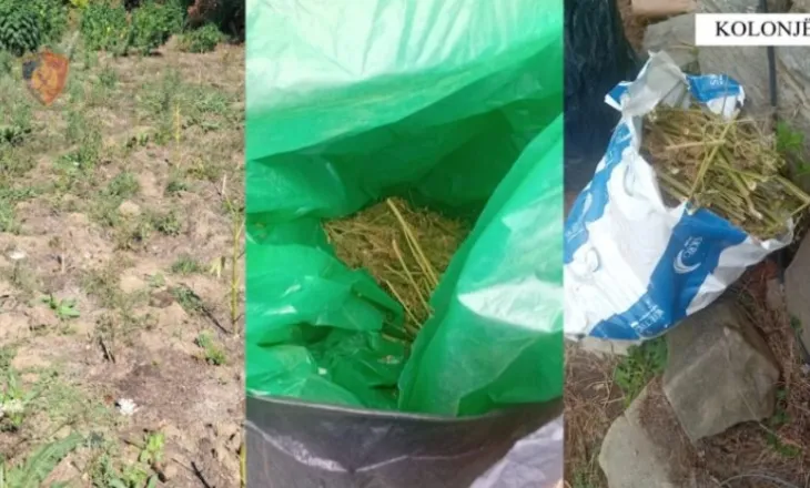 Ngritën plantacione hashashi në mes të pyllit, arrestohet çifti i bashkëshortëve në Kolonjë! Banesën e kishin kthyer në magazinë, 2 thasë…