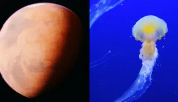 Një kandil deti mbi Mars? Imazhi i NASA-s habiti ekspertët, por ja shpjegimi