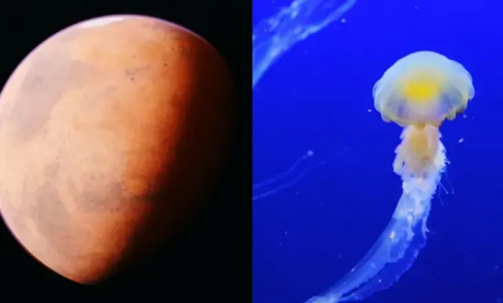 Një kandil deti mbi Mars? Imazhi i NASA-s habiti ekspertët, por ja shpjegimi