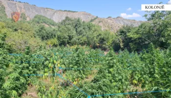 Operacion antidrogë në Kolonjë, arrestohet çifti i bashkëshortëve, kishin kultivuar 270 rrënjë kanabis