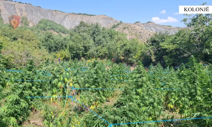 Operacion antidrogë në Kolonjë, arrestohet çifti i bashkëshortëve, kishin kultivuar 270 rrënjë kanabis