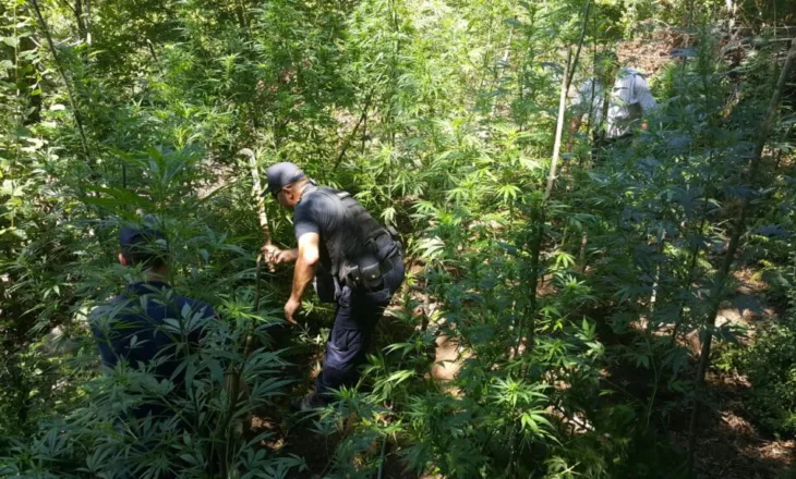 Operacion kundër kultivimit të kanabisit në Qafështamë, dëgjohen të shtëna me armë