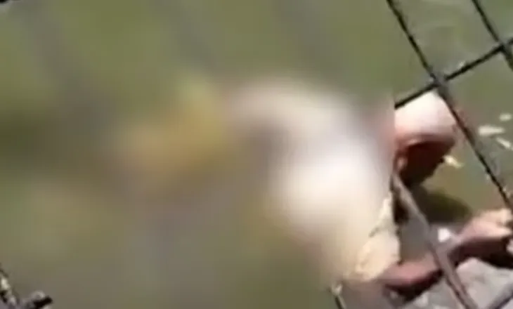 Pamje të rënda! Kujdestari i parkut vritet nga krokodili, dëshmitarët: E mbajti një orë në nofulla