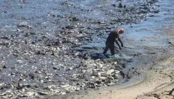 Pamjet nga Lushnja-Thahet rezervuari i Kasharajt, tonelata peshqish të ngordhur në sipërfaqe, fëmijë futen të baltë