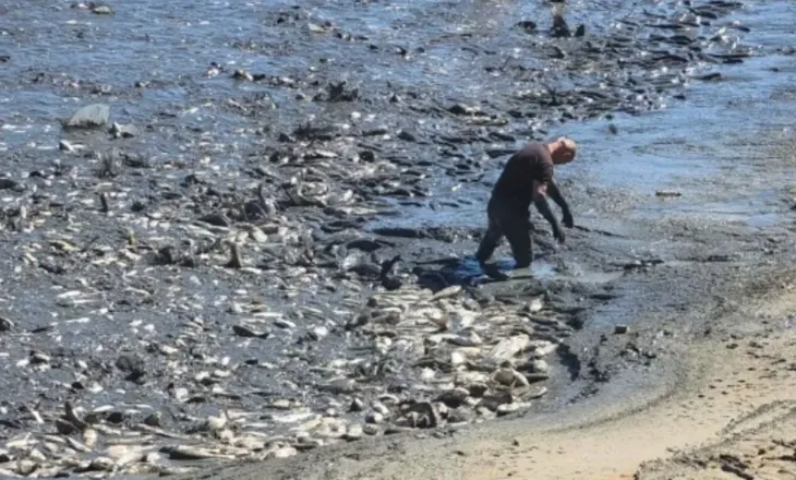 Pamjet nga Lushnja-Thahet rezervuari i Kasharajt, tonelata peshqish të ngordhur në sipërfaqe, fëmijë futen të baltë