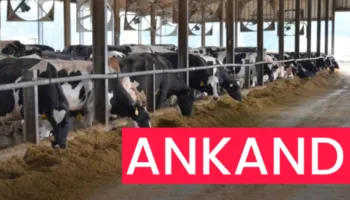 Pas deleve…Ankandi i radhës, shitja e viçave të sekuestruara të krimit në Dibër (DOKUMENTI)