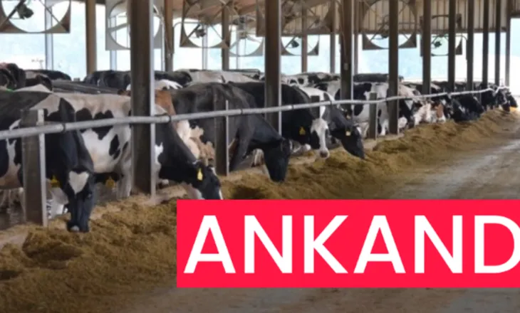 Pas deleve…Ankandi i radhës, shitja e viçave të sekuestruara të krimit në Dibër (DOKUMENTI)