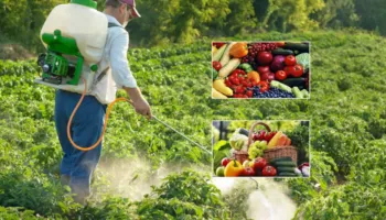 Pesticidet në fruta e perime/ Agronomët kërkojnë protokoll të ri dhe përdorim të preparateve me karencë të shkurtër