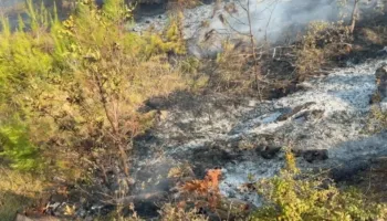 Rinis zjarri në Çërrilë të Mallakastrës, flakët përhapen në sipërfaqe të gjerë të pyllit