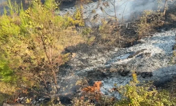 Rinis zjarri në Çërrilë të Mallakastrës, flakët përhapen në sipërfaqe të gjerë të pyllit