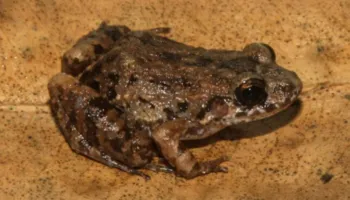 Shkencëtarët zbulojnë një specie të re bretkose në pyjet e përmbytura të Amazonës