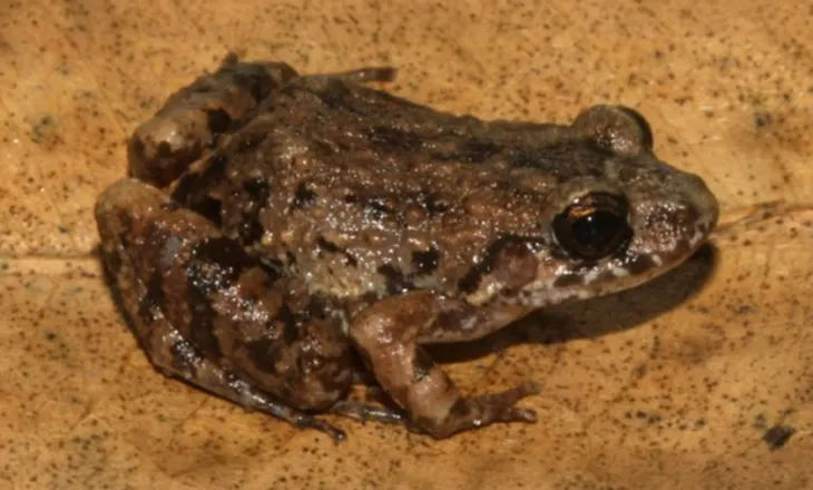 Shkencëtarët zbulojnë një specie të re bretkose në pyjet e përmbytura të Amazonës