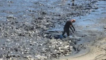 Situata e pazakontë në rezervuarin e Kasharajt, Bashkia Lushnjë kallëzon penalisht kompanitë për ngordhjen e peshqve