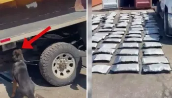 Skema e fshehtë/ Si u futën 108 kg kanabis nga Kanadaja në Shqipëri? Vlerë 1.2 milionë euro