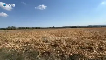 SYRI TV/ Fier, fermerët e misrit ankesa për prodhimin: Ky vit, rendimeti i ulët në fusha