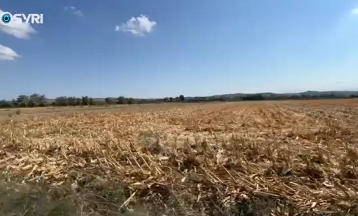 SYRI TV/ Fier, fermerët e misrit ankesa për prodhimin: Ky vit, rendimeti i ulët në fusha
