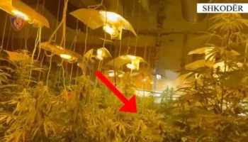Të shpallur në kërkim për “shtëpi bari”, arrestohen dy të rinj në Shkodër