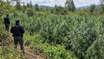 Të shtëna me armë zjarri gjatë një operacioni anti-drogë në Qafështamë, dyshohet nga kultivuesit