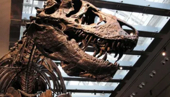 Tyrannosaurus Rex ishte ndoshta me gjak të ngrohtë – Ja sa ishte temperatura trupore e grabitqarit