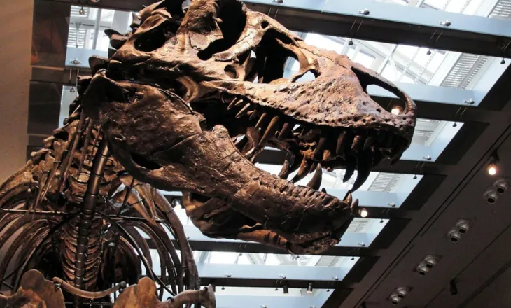 Tyrannosaurus Rex ishte ndoshta me gjak të ngrohtë – Ja sa ishte temperatura trupore e grabitqarit