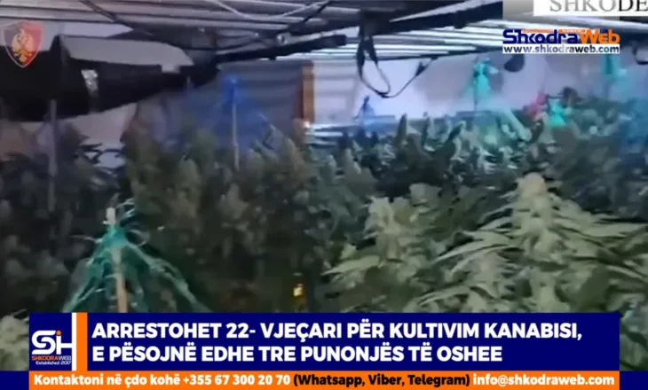 VIDEO – Arrestohet 22- vjeçari nga Vau Dejësi për kanabis, e pësojnë edhe 3 punonjës të OSHEE…