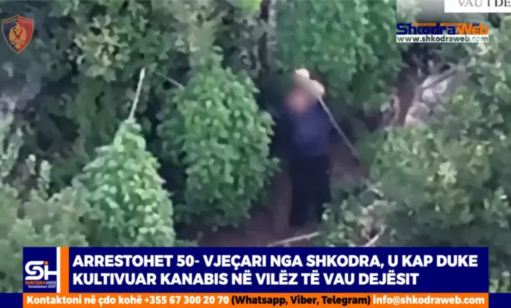 VIDEO – Arrestohet 50- vjeçari nga Shkodra, u kap duke kultivuar kanabis në Vilëz të Vau Dejësit…