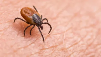 Zbulohet një virus i ri i transmetuar nga rriqrat, shkakton simptoma të ngjashme me gripin