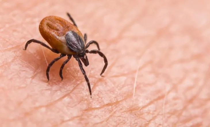Zbulohet një virus i ri i transmetuar nga rriqrat, shkakton simptoma të ngjashme me gripin