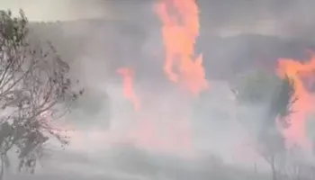 Zjarr në kodrën me pemëtari në fshatin Kutalli, përfshihet nga flakët një sipërfaqe e madhe me ullinj