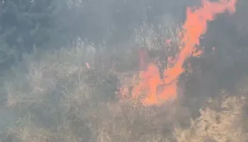 Zjarr në Vlorë, digjen dhjetëra rrënjë ulliri shekullor