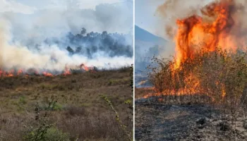Zjarr në Vlorë e Gjirokastër, digjen dhjetëra ullinj shekullorë