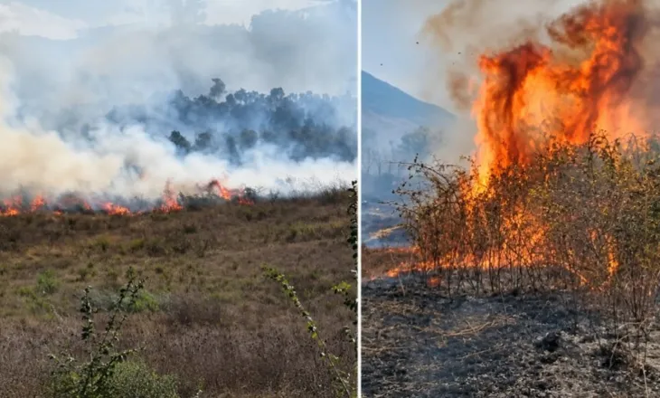 Zjarr në Vlorë e Gjirokastër, digjen dhjetëra ullinj shekullorë