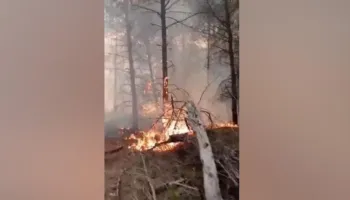 Zjarri përfshin pyllin me pisha në Çërrilë të Fierit, flakët përhapen me shpejtësi