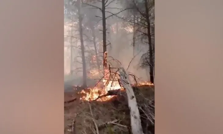 Zjarri përfshin pyllin me pisha në Çërrilë të Fierit, flakët përhapen me shpejtësi