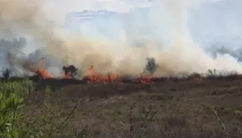 Zjarri përfshin varrezat në Babicë! Fakët rrezikojnë edhe banesat, digjen ullinj shekullorë