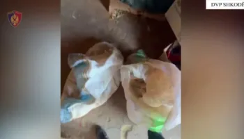 Çmontohet grupi i drogës në Malësinë e Madhe, 4 persona bien në pranga, 3 të tjerë në kërkim! Sekuestrohen 265 kg kanabis dhe…