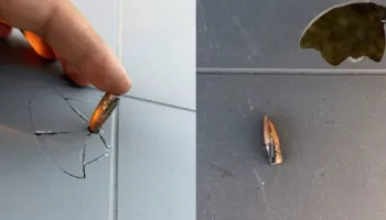 Dasëm me ‘armë’ në Laç, plumbi përfundon te dera e banesës së fqinjit