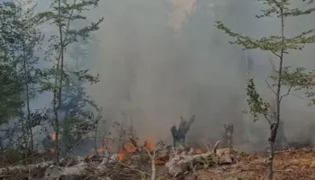 Elbasan/ Riaktivizohet zjarri në masivin pyjor me pisha në Caush