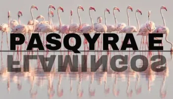 Flamingo Mirror platforma e re për dokumentet dhe dosjet me interes publik