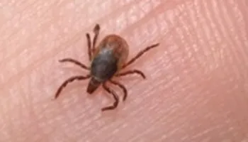 ISHP: Regjistrohen 72 raste me Ethet e Nilit Perëndimor në Maqedoni, 12 pacientë kanë humbur jetën