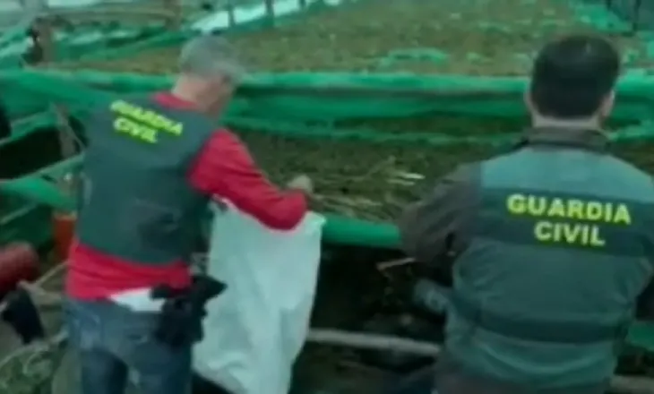 Kishin ngritur një mega-plantacion droge, arrestohen katër shqiptarë në Spanjë