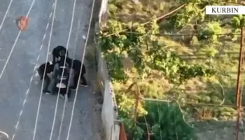 Mamurras, 27-vjeçari përplas makinën e Policisë gjatë ndjekjes dhe hedh armën