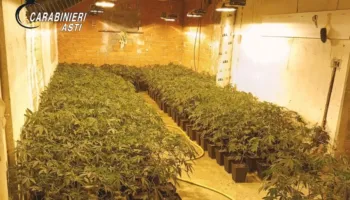 Plantacion me 1.206 bimë marijuane, arrestohet shqiptari që e ruante, pesë shqiptarë të tjerë në hetim