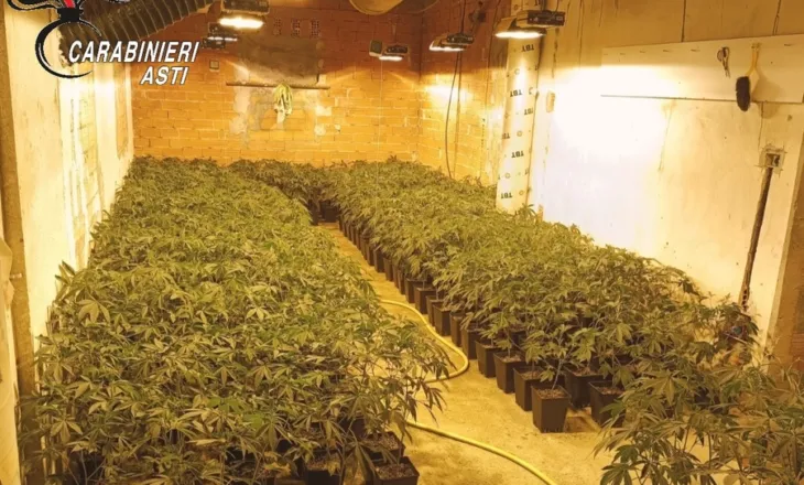 Plantacion me 1.206 bimë marijuane, arrestohet shqiptari që e ruante, pesë shqiptarë të tjerë në hetim