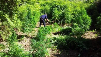 Qeveria përcakton rregullat për cannabis-in mjekësor dhe industrial