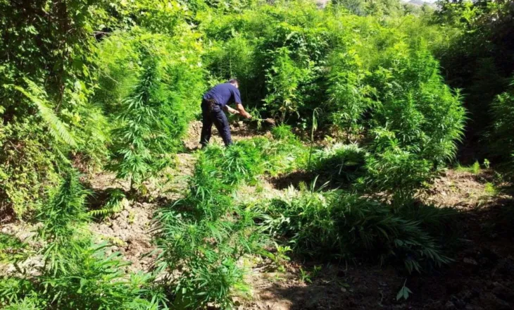 Qeveria përcakton rregullat për cannabis-in mjekësor dhe industrial
