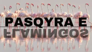 Rama për “Flamingo Mirror”: 127 mijë kërkime në orët e para dhe 122 sulme kibernetike