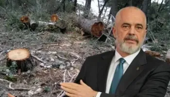 Raporti i OKB: 100 mijë hektarë pyje në Shqipëri “u zhdukën”!