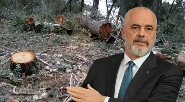 Raporti i OKB: 100 mijë hektarë pyje në Shqipëri “u zhdukën”!